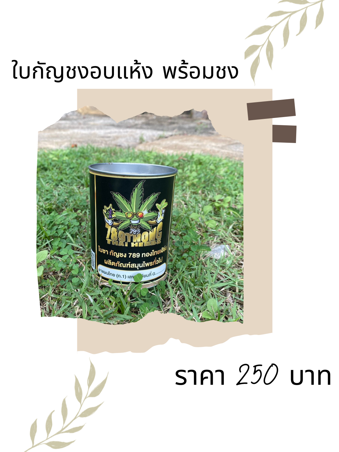 CBD, THC, กัญชง, กัญชง.กัญชา, กัญชงชา, กัญชา, กัญชากินได้, กัญชาช่วย, กัญชาดอง, กัญชาน้ำผึ้ง, กัณชงแปรรูป, กินกัญชง, กินกัญชา, น้ำผึ้ง, น้ำผึ้งช่วยโรค, น้ำผึ้งดอง, น้ำผึ้งดองกัญชา, บริโภคกัญชง, บริโภคกัญชา, ผ่อนคลาย, ใบกัญชง, ใบกัญชงอบแห้ง